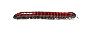 White Background Animal Image Drucke: Side view of a Millipede crawling