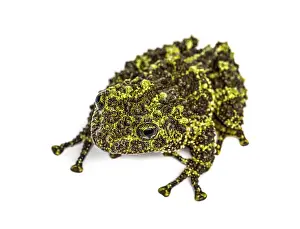 Batrachian Images Drucke: Top view of a Mossy frog, Theloderma corticale