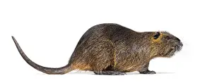 Rodent Wildlife Photography Drucke: Side view of a Nutria or Coypu
