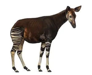 Okapi Drucke: Seitenansicht eines Okapis, das steht.