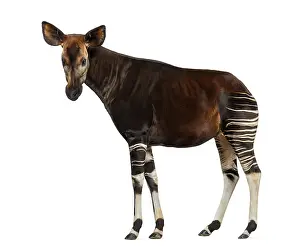 Okapi Drucke: Seitenansicht eines Okapis, das steht.
