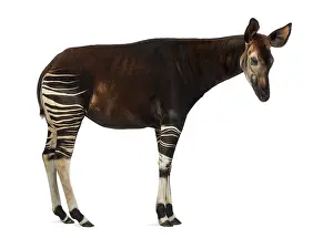 Okapi Drucke: Seitenansicht eines Okapis, das steht.