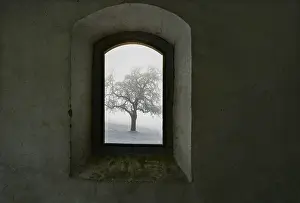 Upper Austria Scenery Drucke: View through an old window onto a snow-covered tree