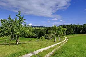 Deciduous Tree Plantation Drucke: View over orchards on Schellenberg