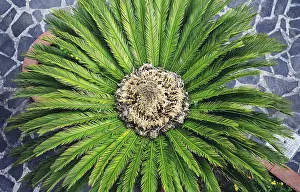 Deserted Palm Tree Landscape Drucke: View of the palm tree from above