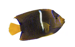 Drucke von Seitenansicht eines Passer-Angelfisches, Holacanthus passer, isoliert auf weiß Kaiserfisch Drucke: Seitenansicht eines Passer-Engelfisches.