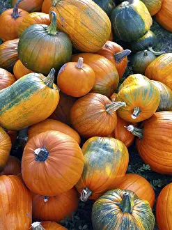 Diverse Pumpkin Types Drucke: Top view of pile of multi colored pumpkins on the ground