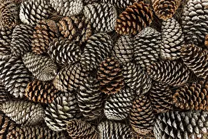 Snowy Coniferous Tree Landscape Drucke: Top view pine cones