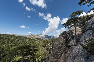 Southern Europe Mountains Drucke: View across a pine forest, Col de Bavella