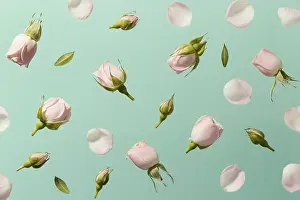 Celebration Flowers Drucke: Top view pink spring roses