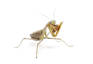 Single Colored Background Studio Photo Drucke: Side view of a praying mantis eating an insect