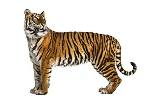 Striped Wild Animal Drucke: Side view, profile of a tiger standing
