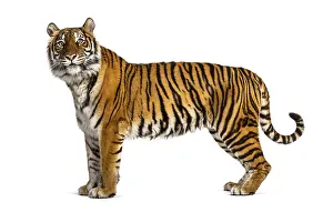 Striped Mammal Drucke: Side view, profile of a tiger standing