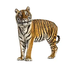 Striped Wild Animal Drucke: Side view, profile of a tiger standing