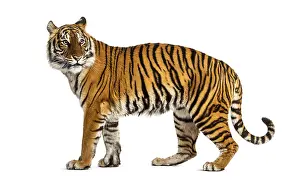 Striped Wild Animal Drucke: Side view, profile of a tiger standing