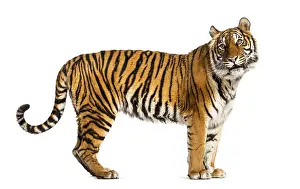 Feliformia Species Image Drucke: Side view, profile of a tiger standing
