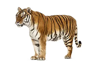 Feliformia Species Image Drucke: Side view, profile of a tiger standing