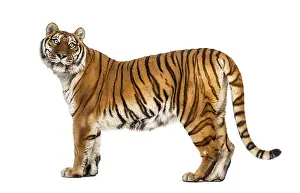 Striped Mammal Drucke: Side view, profile of a tiger standing