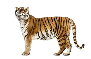 Predator Animal Image Drucke: Side view, profile of a tiger standing