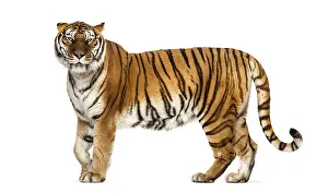 Big Cat Wildlife Photography Drucke: Side view, profile of a tiger standing