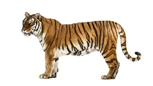 Feliformia Species Image Drucke: Side view, profile of a tiger standing