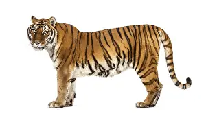 Studio Shot Of A Tiger Drucke: Side view, profile of a tiger standing