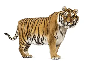 Striped Mammal Drucke: Side view, profile of a Tiger standing and looking at the camera