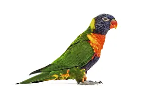 Rainbow Lorikeet Drucke: Side view of a Rainbow Lorikeet