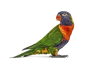 Rainbow Lorikeet Drucke: Side view of a Rainbow Lorikeet