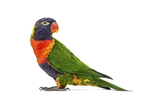 Exotic Tropical Birds Drucke: Side view of a Rainbow Lorikeet