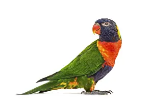 Rainbow Lorikeet Drucke: Side view of a Rainbow Lorikeet