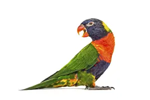 Rainbow Lorikeet Drucke: Side view of a Rainbow Lorikeet