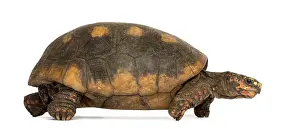 Endangered Species Photography Drucke: Side view of a Red-footed tortoise walking