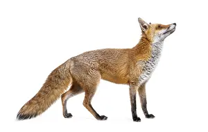 Studio Shot Of A Fox Drucke: Side view of a Red fox looking up