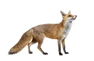 Plain Colored Background Copy Space Drucke: Side view of a Red fox looking up