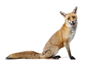 Studio Shot Of A Fox Drucke: Side view of a Red fox looking at camera