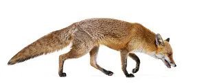 Studio Shot Of A Fox Drucke: Side view of a Red fox looking down and walking away