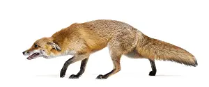 Studio Shot Of A Fox Drucke: Side view of a Red fox looking down and walking away