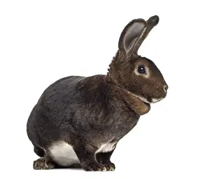 White Background Rabbit Drucke: Side view of Rex Rabbit isolated on white
