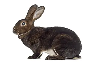 Lagomorpha Mammal Photo Drucke: Side view of Rex Rabbit isolated on white