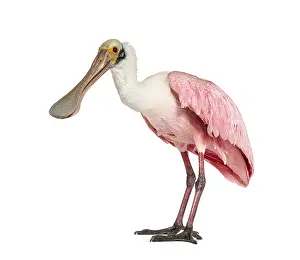Water Bird Profile Drucke: Side view of a Roseate Spoonbill