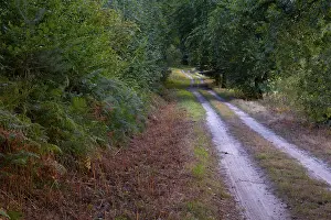Deserted Forest Path Drucke: View along a sandy forest path
