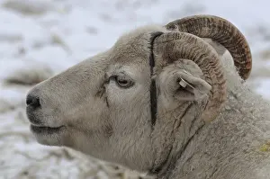 Drucke von Seitenansicht eines Schafs mit Hörnern im Schnee, Schaf, Borken, Münsterland, Deutschland Seitenansicht eines Schafs mit Hörnern im Schnee, Schaf, Borken, Münsterland, Deutschland Schneeschaf Drucke: Seitenansicht eines Schafs mit Hörnern im Schnee.