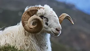 West Crete Landscape Drucke: Side view of a sheep with large