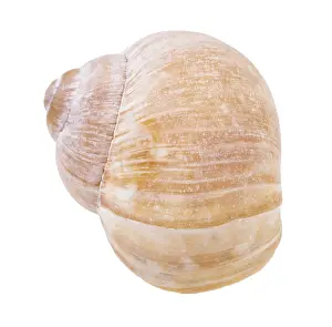 Landschnecken Drucke: Vorderansicht der Schale eines Landgastropoden gegen einen weißen Hintergrund.