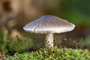 Moss Covered Mushrooms Drucke: Side view of a single Ritterling