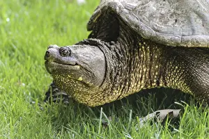 Drucke von Seitenansicht eines Schnapptuches in freier Wildbahn, der langsam im Gras bewegt. Minnesota, USA Minnesota Drucke: Seitenansicht eines Wasserschildkröten im Wild bewegt sich langsam in der Gras.