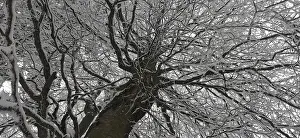 Winter Tree Landscape Drucke: View from below of snow-covered branches of a tree against a grey sky