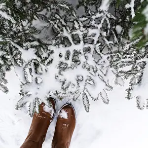 View From Above Snowy Forest Drucke: View of snow-covered pine branches from above