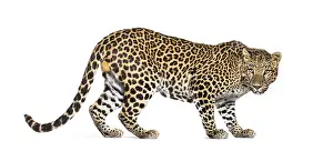 Feliformia Species Image Drucke: Back view of a Spotted leopard